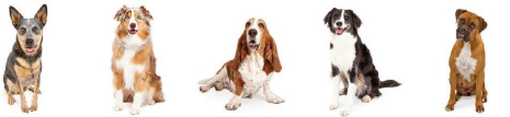 medium-breed-dogs image medium breed dogs