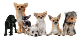 small breed dogs