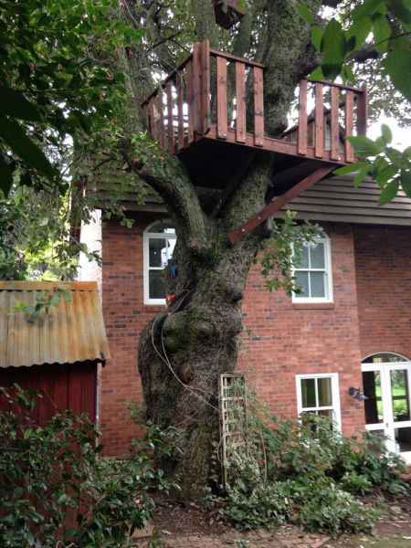 9 - Wooden Platform in Tree with climbing grips.