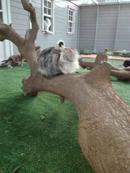 bcw-cattery-3--2 BCW Play Structures - Pets
